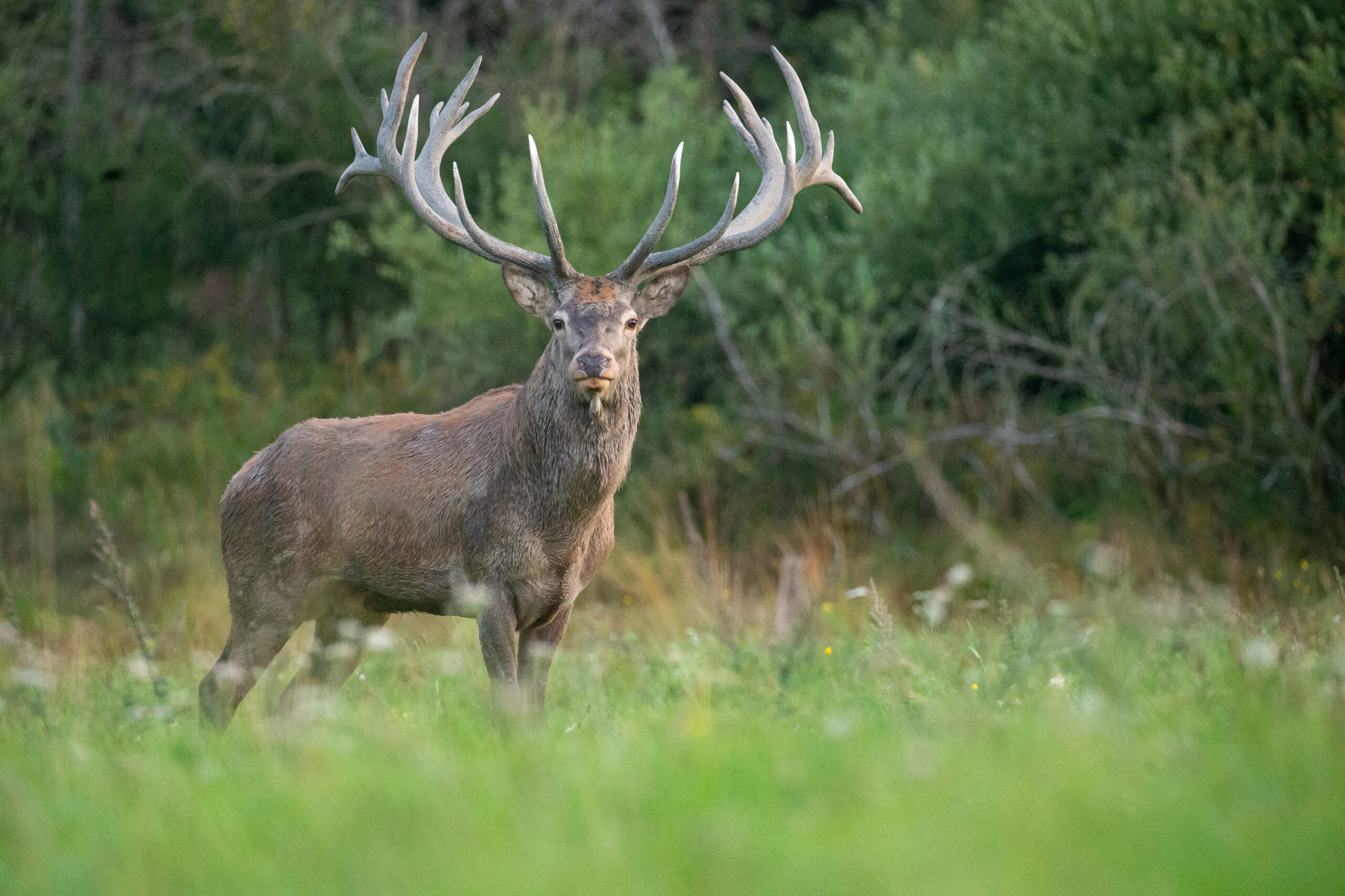 Red deer in the nature habitat during the deer rut