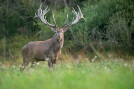 Red deer in the nature habitat during the deer rut